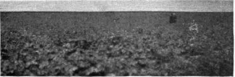 Potato field on Girvan Mains Farm ocean in the distance