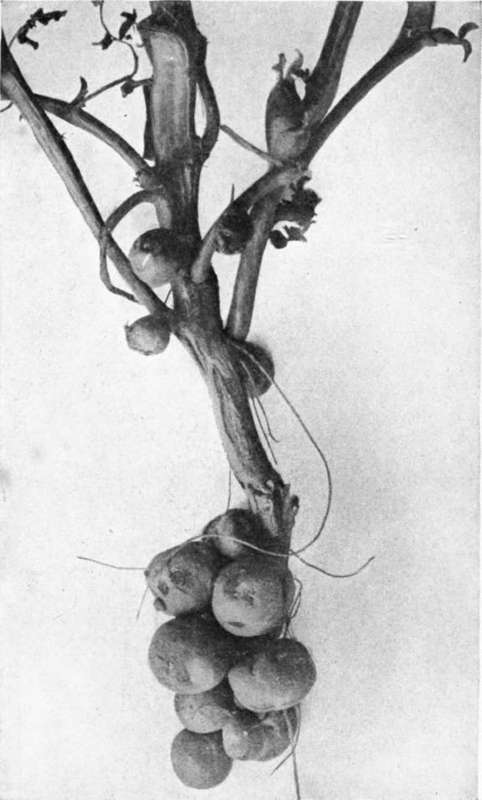 Rhizoctonia 