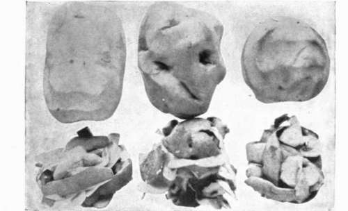 Same Potatoes After Paring
