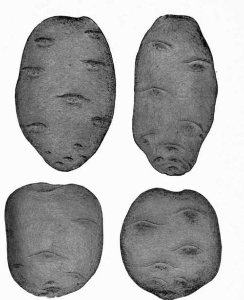 Standard Early Varieties