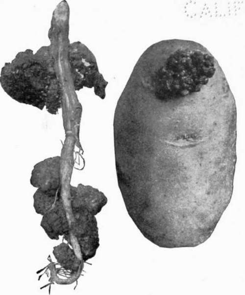 Wart Disease Of Potatoes