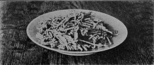 Fig. 20 - Dehydrated white potatoes ready to be put in containers for storing.