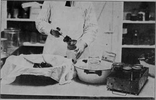 Fig. 6 - Placing the product, after it is prepared, but still cold, in the jars. The empty jars are kept clean and hot by being inverted in hot water.