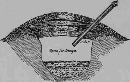 Fig. 27 - Where the soil is well drained, root crops of all sorts may be carried through the winter, in even better condition than in the cellar, by burying them in a pit or in a trench with one or two layers of frozen soil, alternating with a covering of leaves, marsh hay or straw.