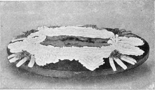 Planked Haddock.