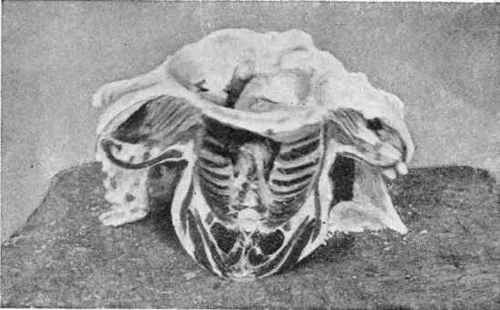 Saddle of Mutton as Purchased.