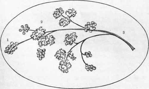 BERRY DESIGN FOR ASPIC.