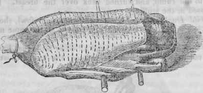 [Trussed Duck for roasting]