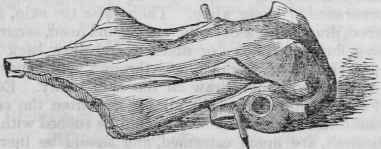 [Trussed Rabbit for boiling.]