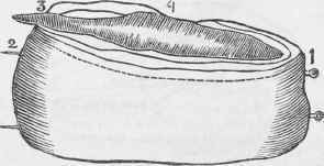 Aitch bone of beef