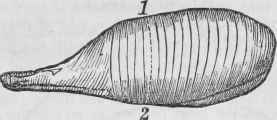 Leg Of Pork