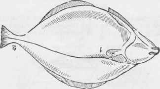 Turbot