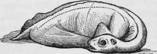 RABBIT, BOILED, TO CARVE.