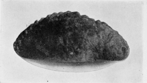 Cornish Pasty. Page 245.