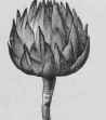 Artichokes Whole A La Barigoule Artichauts Entier 564