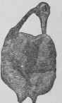 Broiled Woodcocks Becasses Grillees 428