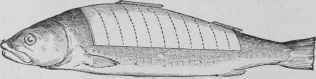 How To Carve Fish Pour Decouper Le Poisson 29