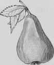 Pears Or Apples In Surprise Poires Ou Pommes En Su 730