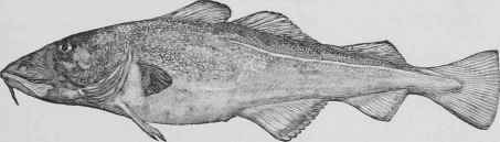 Recipes For Codfish Morue Ou Cabillaud 307