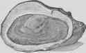 Recipes For Oysters Huitres 294
