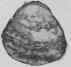 Recipes For Oysters Huitres 295