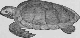 Recipes For Turtle Tortue 303