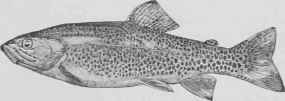 Trout A La Beaufort Truite A La Beaufort 320