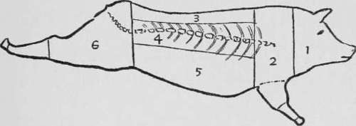 Diagram of the cuts of pork.