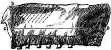 Neck of Veal.
