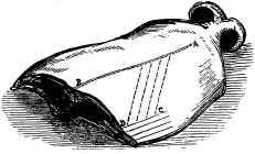 Saddle of Mutton.