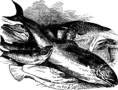 Salt And Fresh Water Fish
