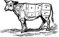 The calf is divided into joints by the butcher