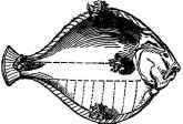 Turbot.