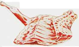 FOREQUARTER OF LAMB.