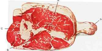 ROUND OF BEEF. A. TOP ROUND. B. BOTTOM ROUND. C. VEIN. D. SHIN.