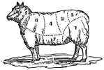 Mutton How To Choose Mutton 29