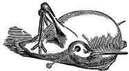 Woodcock.