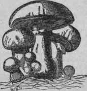 Mushrooms.