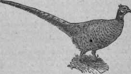 Pheasant. FAISAN DE BOHEME.