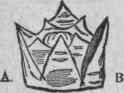 The Crown 61