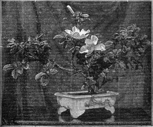Japanese Rose (Rosa Rugosa) In A Metal Vase
