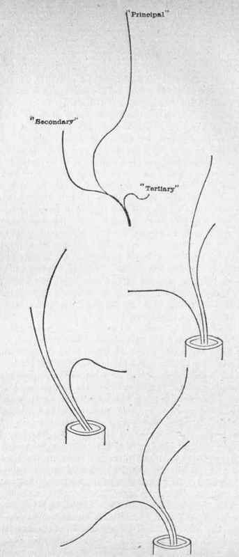 Trilineal Arrangement Of Stems