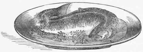 Salmon 80