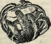 Galantine 16