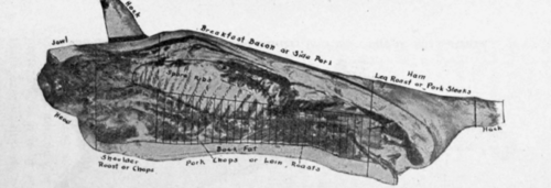 The Retail Cuts of Pork, as Seen in the Whole Pig.
