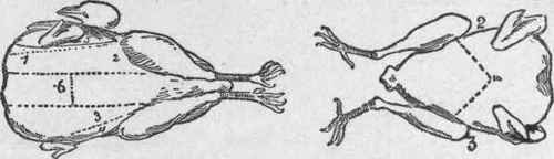 PHEASANT