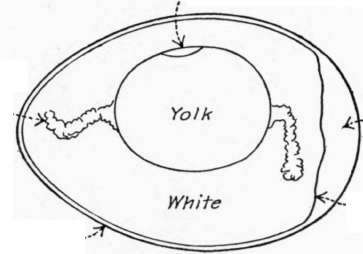 Embryo or germ from which chicken develops