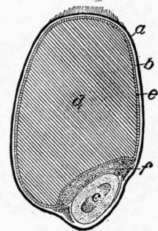 Section Of Grain Of Wheat 17