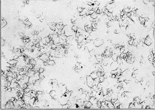 Fondant Continued 23