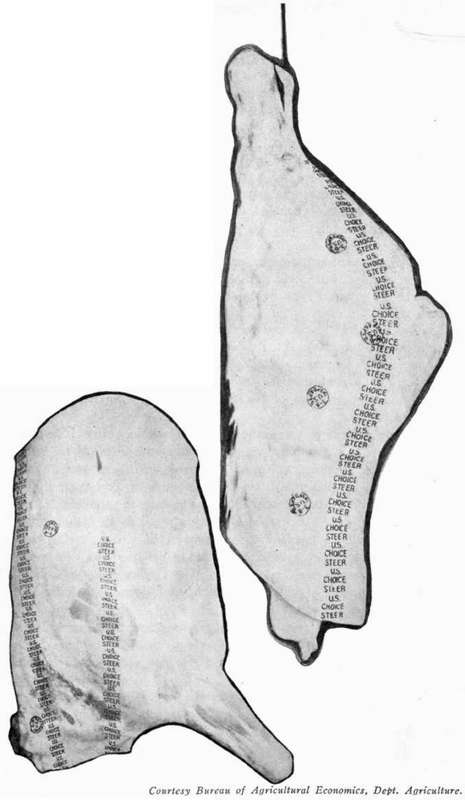 Meat Grading And Stamping Of Meat 44